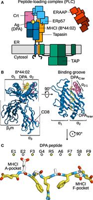 Partial Dissociation of Truncated Peptides Influences the Structural Dynamics of the MHCI Binding Groove